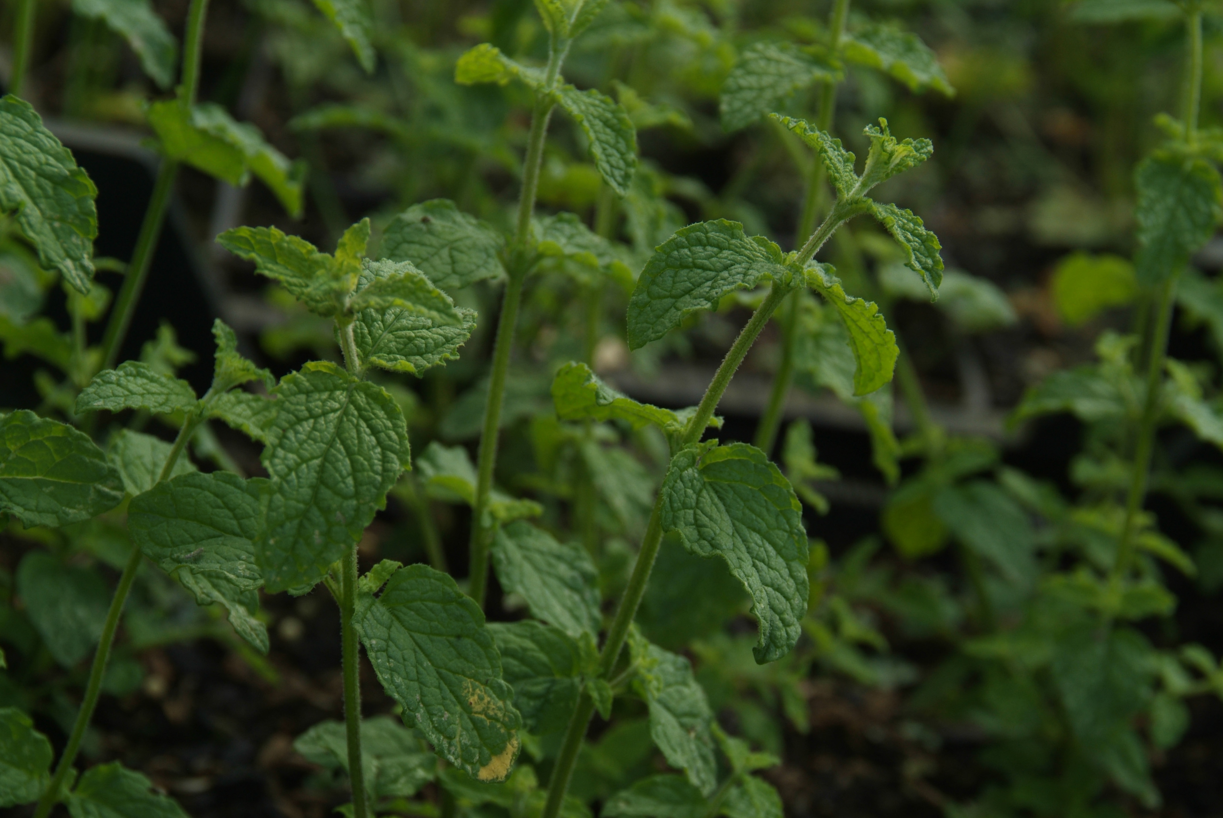 Mentha x piperita 'Almira'Aardbeimunt bestellen